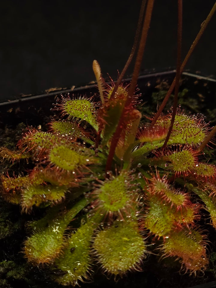 Drosera Capillaris #03