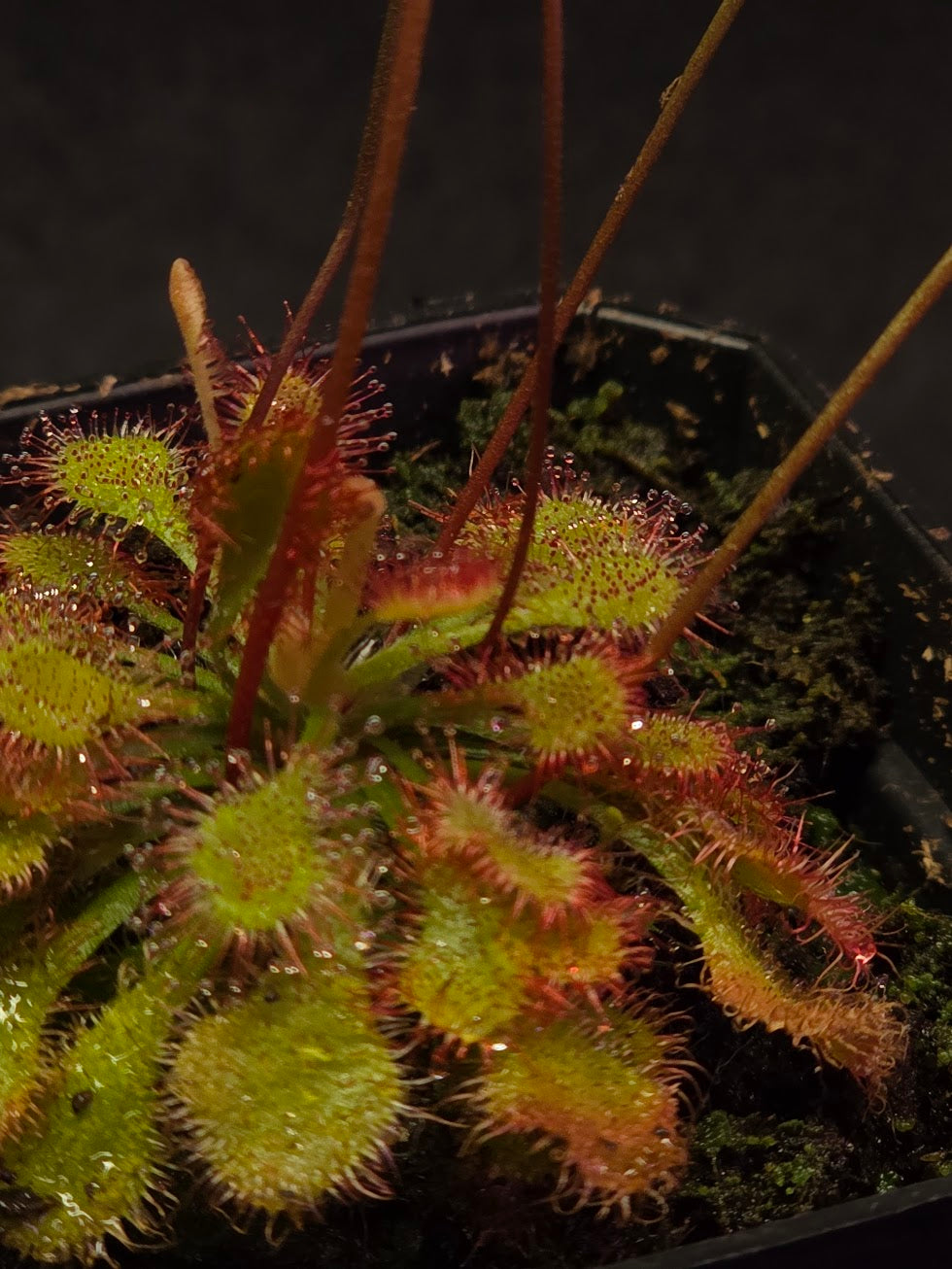 Drosera Capillaris #03