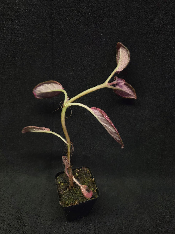 Episcia Temptation #07