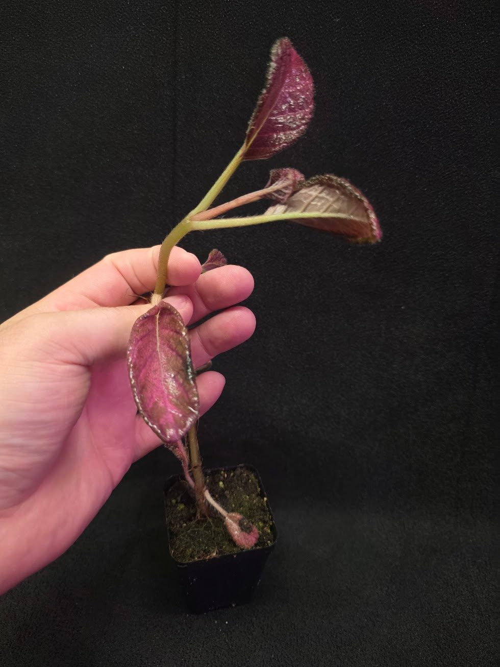Episcia Temptation #07