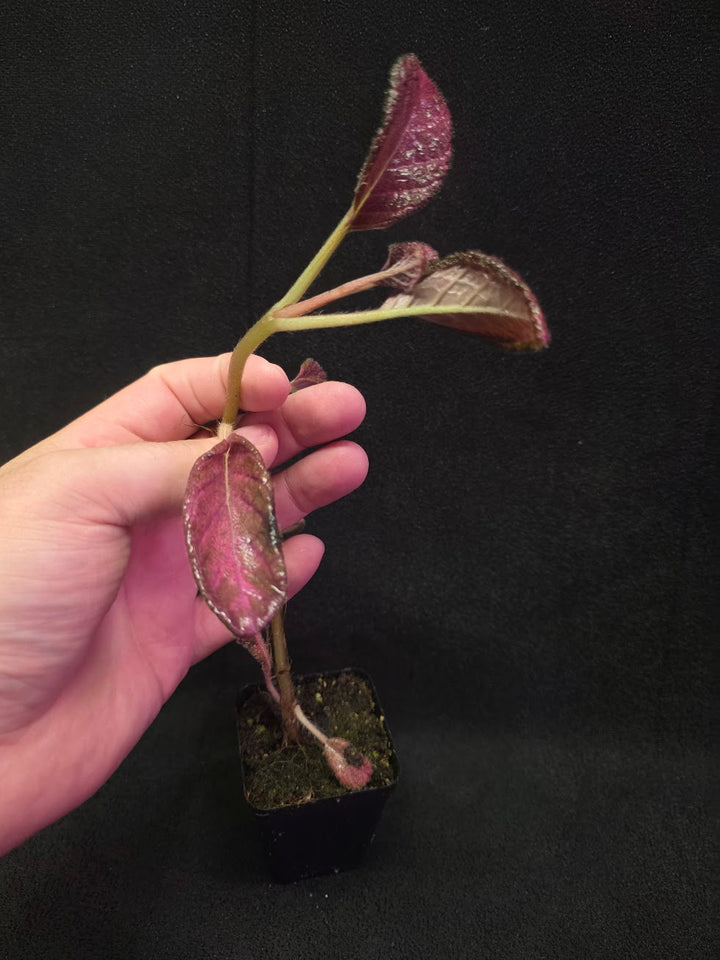 Episcia Temptation #07