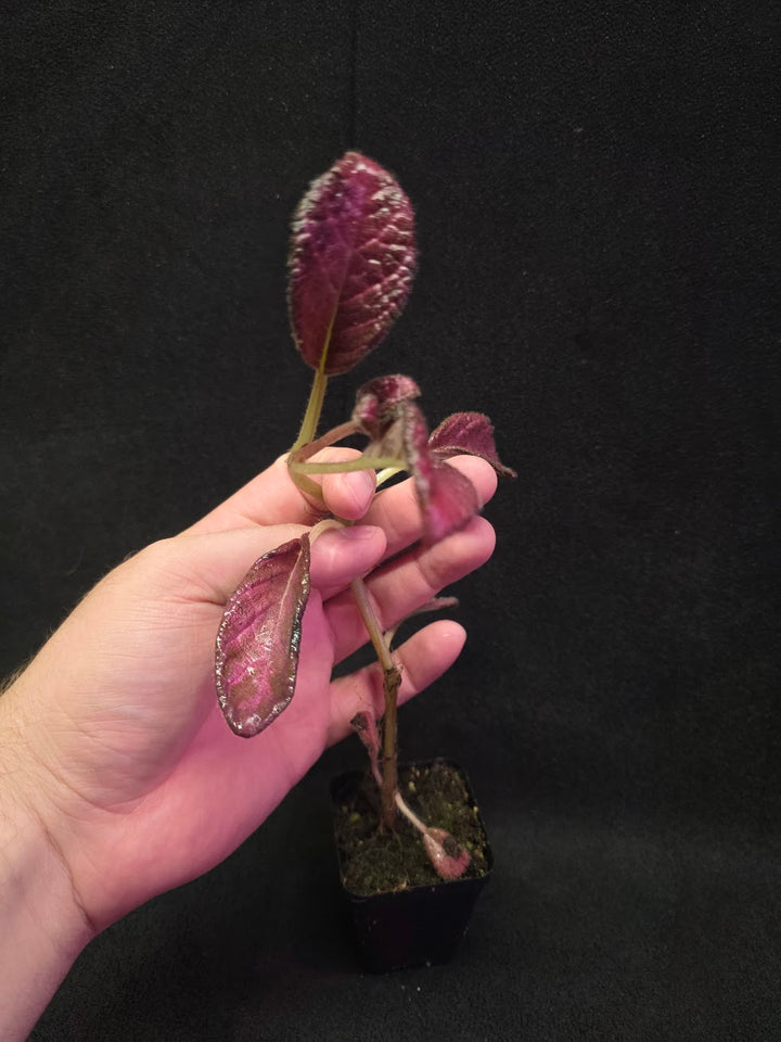 Episcia Temptation #07