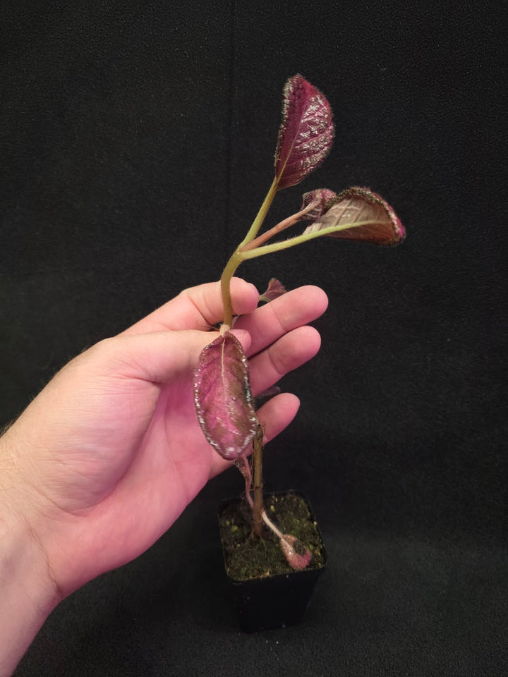Episcia Temptation #07