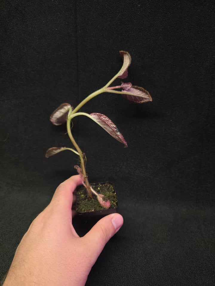Episcia Temptation #07