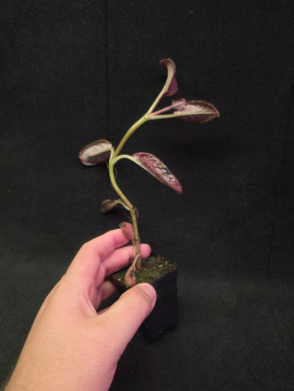 Episcia Temptation #07