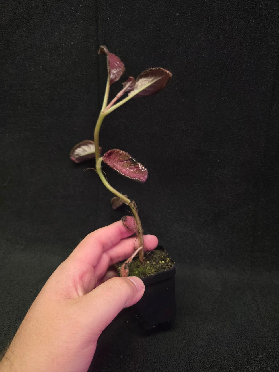 Episcia Temptation #07