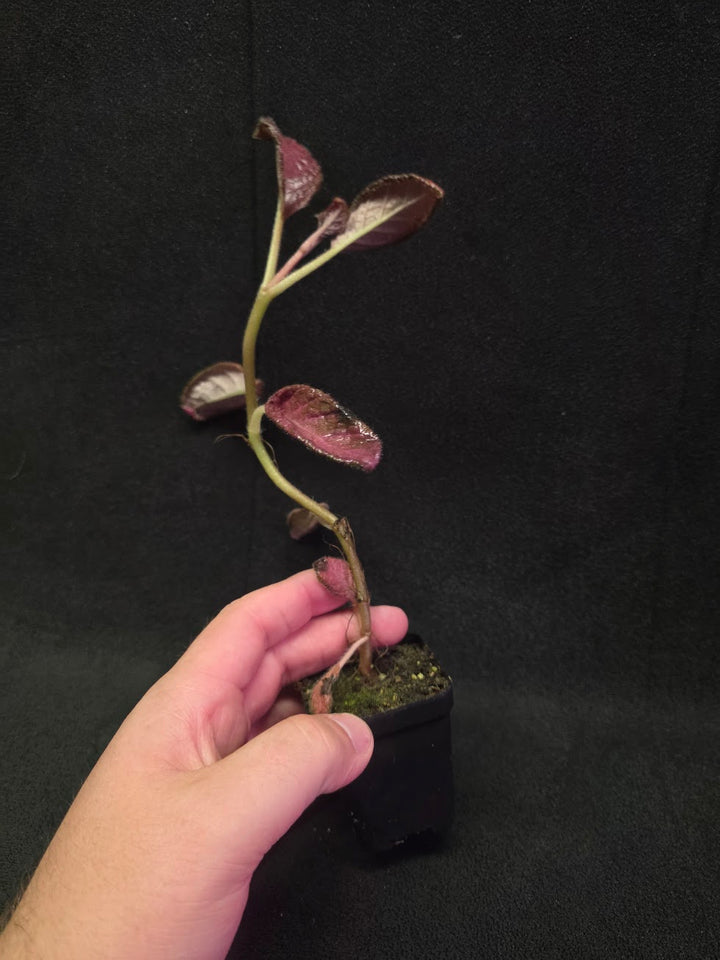 Episcia Temptation #07