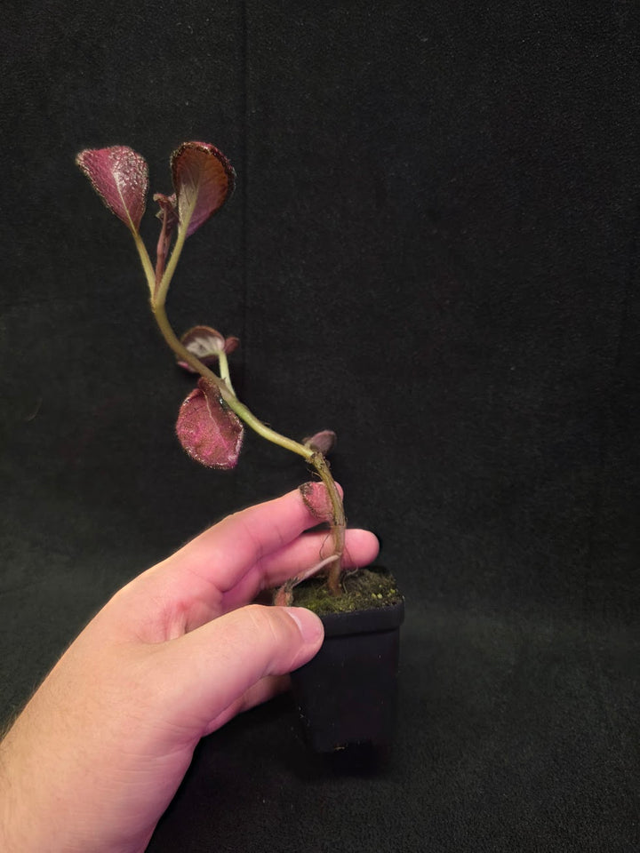 Episcia Temptation #07