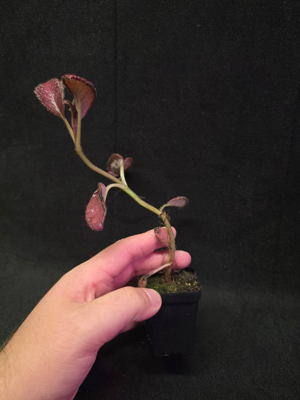 Episcia Temptation #07