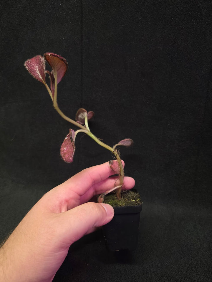 Episcia Temptation #07