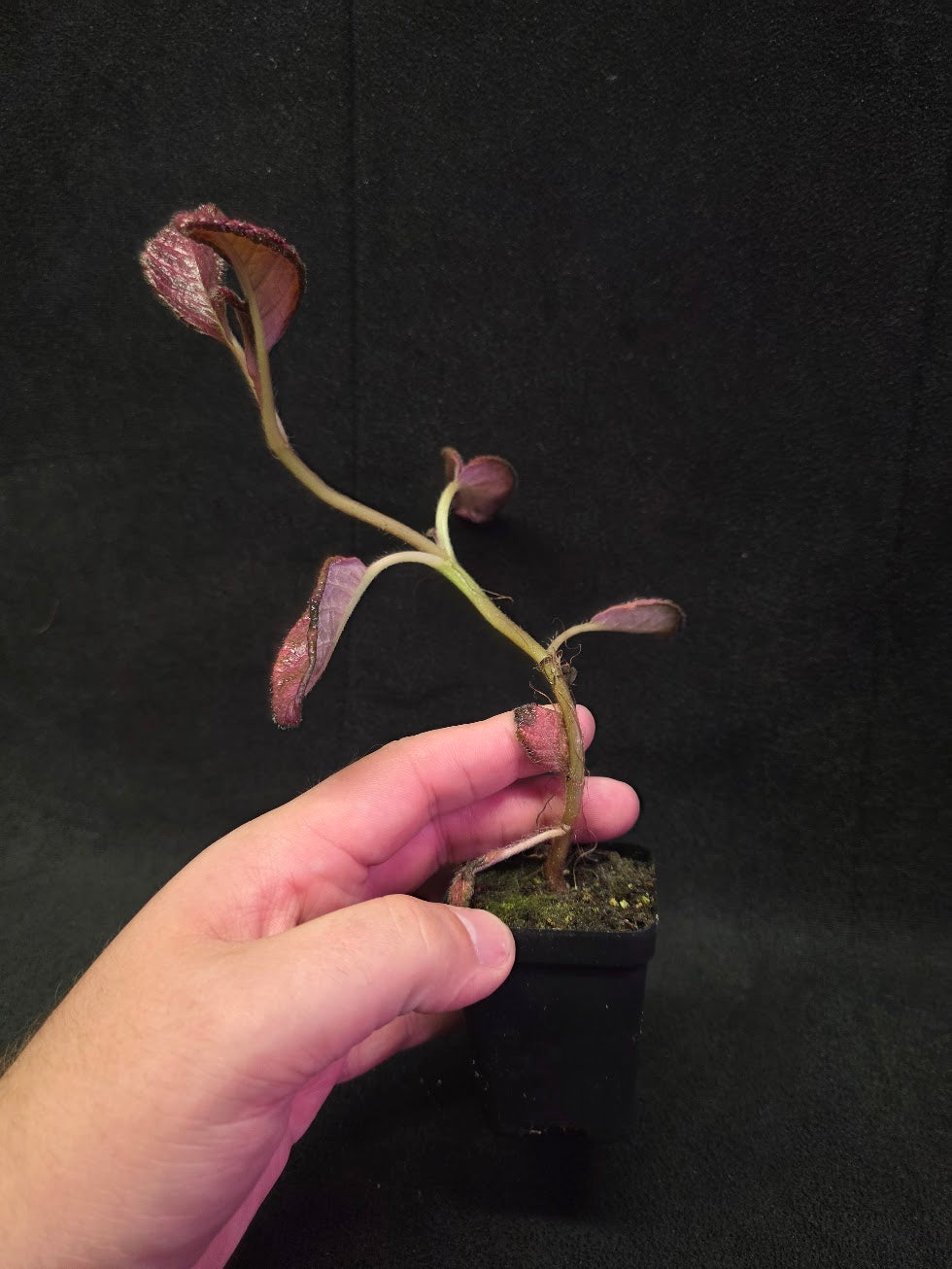 Episcia Temptation #07