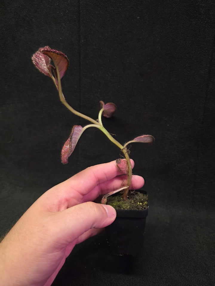 Episcia Temptation #07