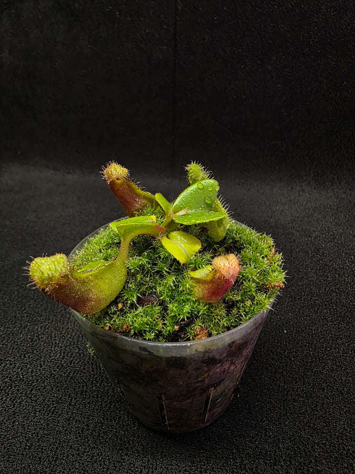 Nepenthes Truncata Red Flush F2 #03