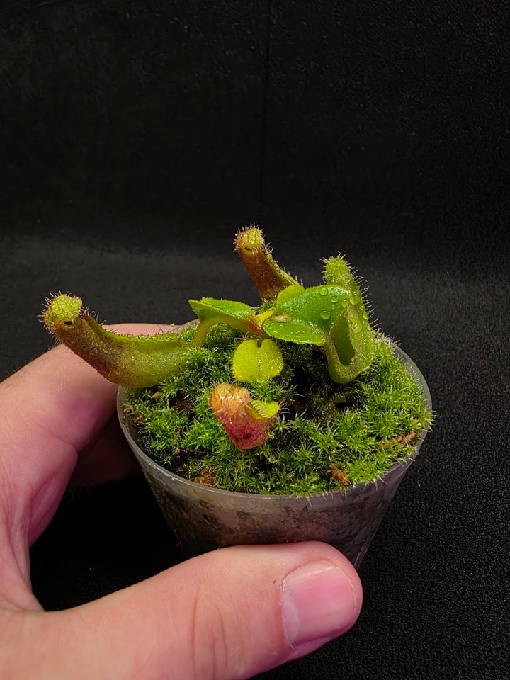 Nepenthes Truncata Red Flush F2 #03