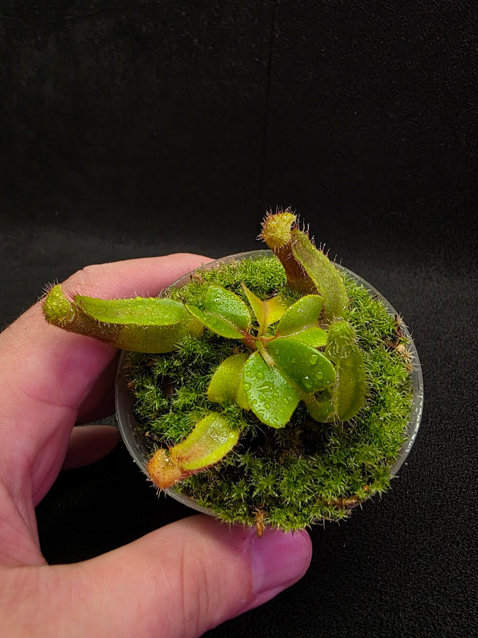 Nepenthes Truncata Red Flush F2 #03