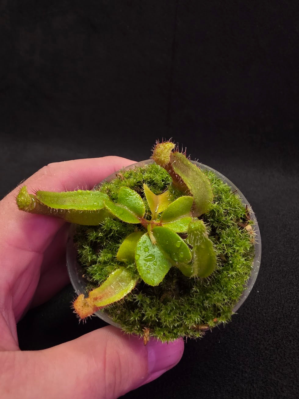 Nepenthes Truncata Red Flush F2 #03