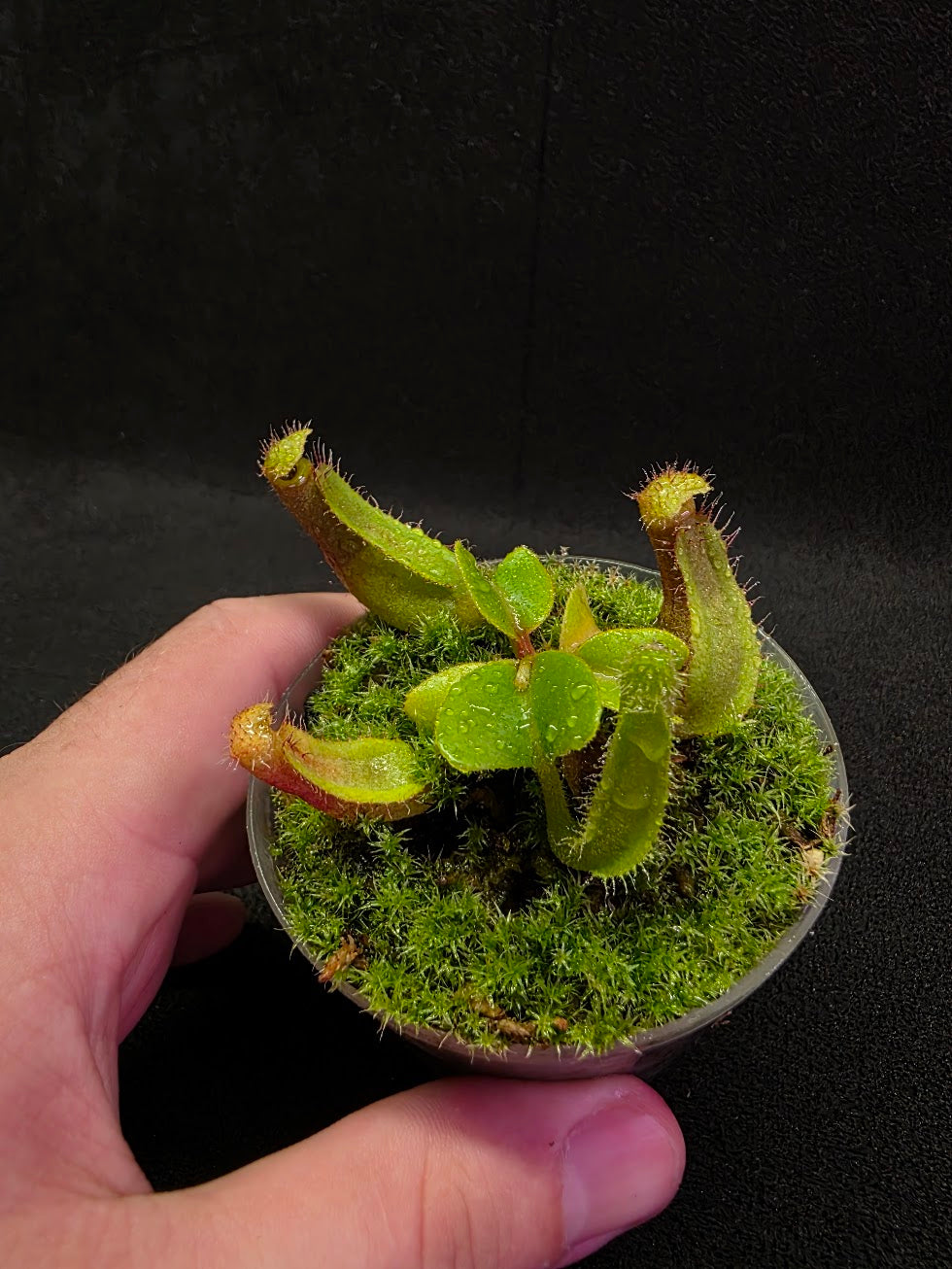Nepenthes Truncata Red Flush F2 #03