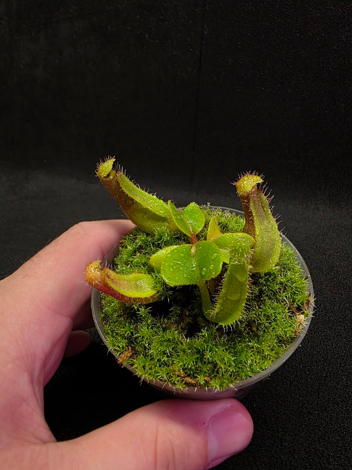 Nepenthes Truncata Red Flush F2 #03