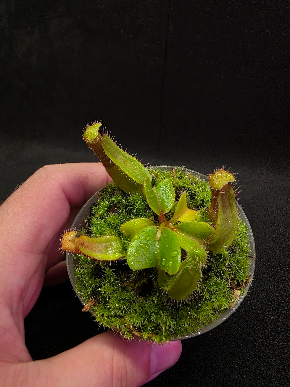 Nepenthes Truncata Red Flush F2 #03