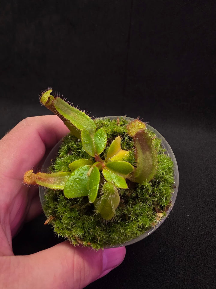 Nepenthes Truncata Red Flush F2 #03