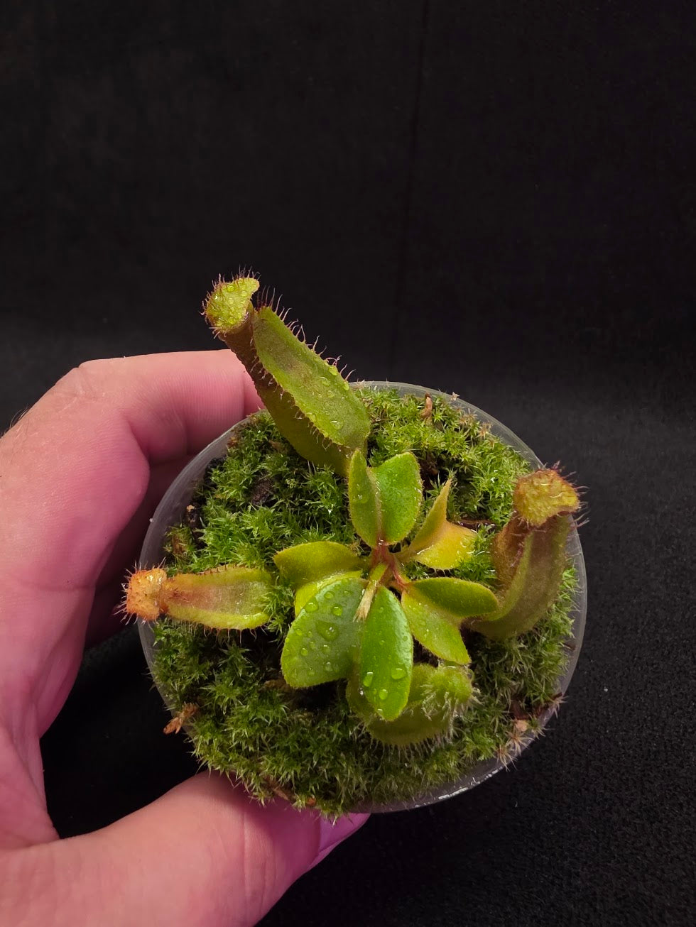 Nepenthes Truncata Red Flush F2 #03