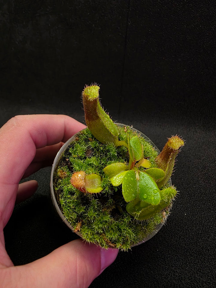 Nepenthes Truncata Red Flush F2 #03
