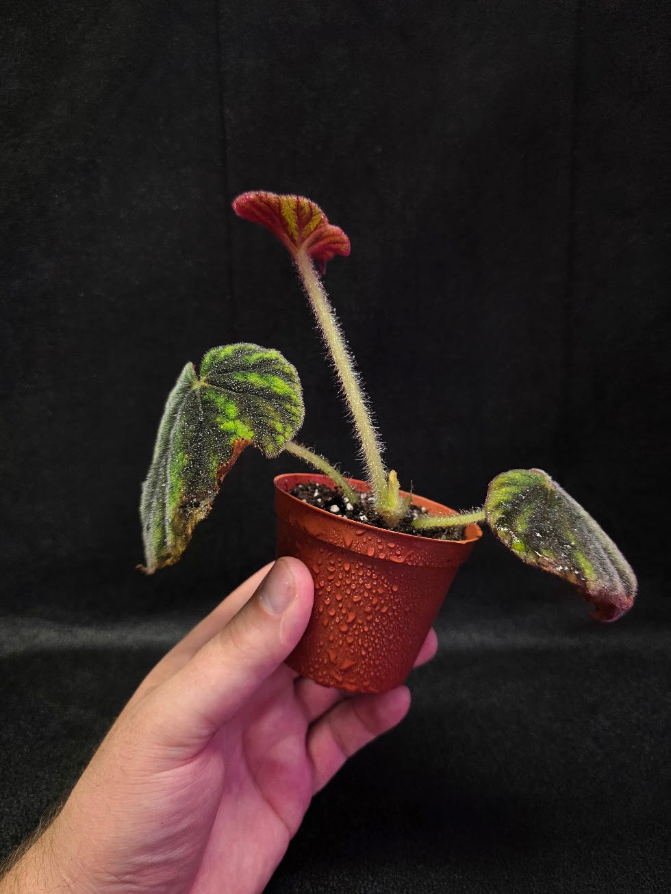 Begonia Erectocarpa #01