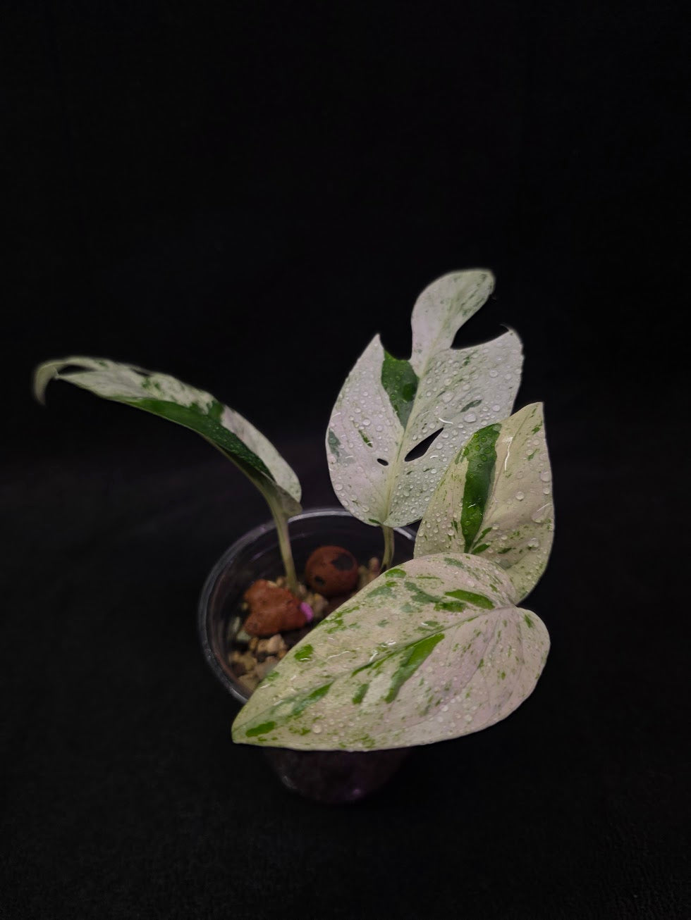 Epipremnum Pinnatum Marble Variegated #03