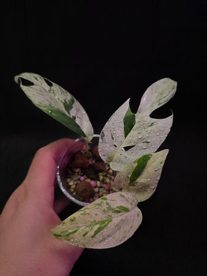 Epipremnum Pinnatum Marble Variegated #03
