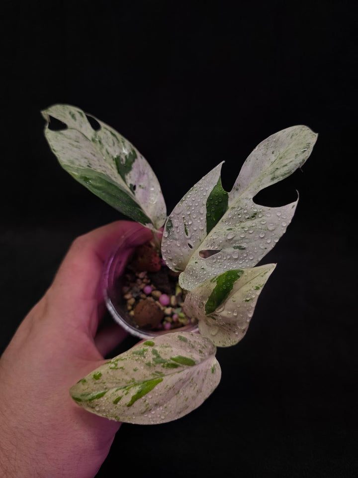 Epipremnum Pinnatum Marble Variegated #03