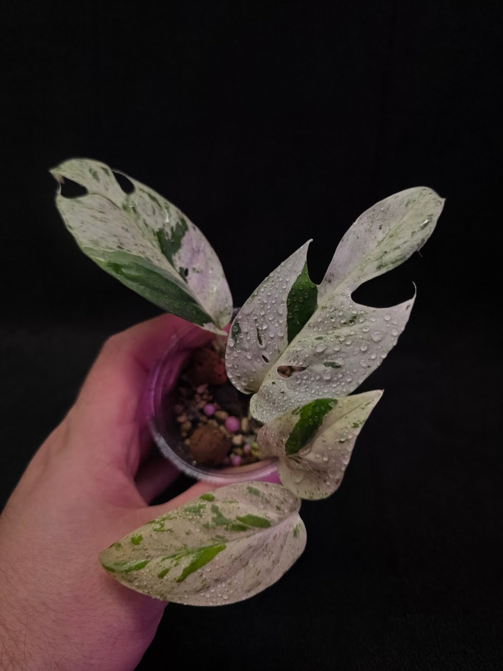 Epipremnum Pinnatum Marble Variegated #03