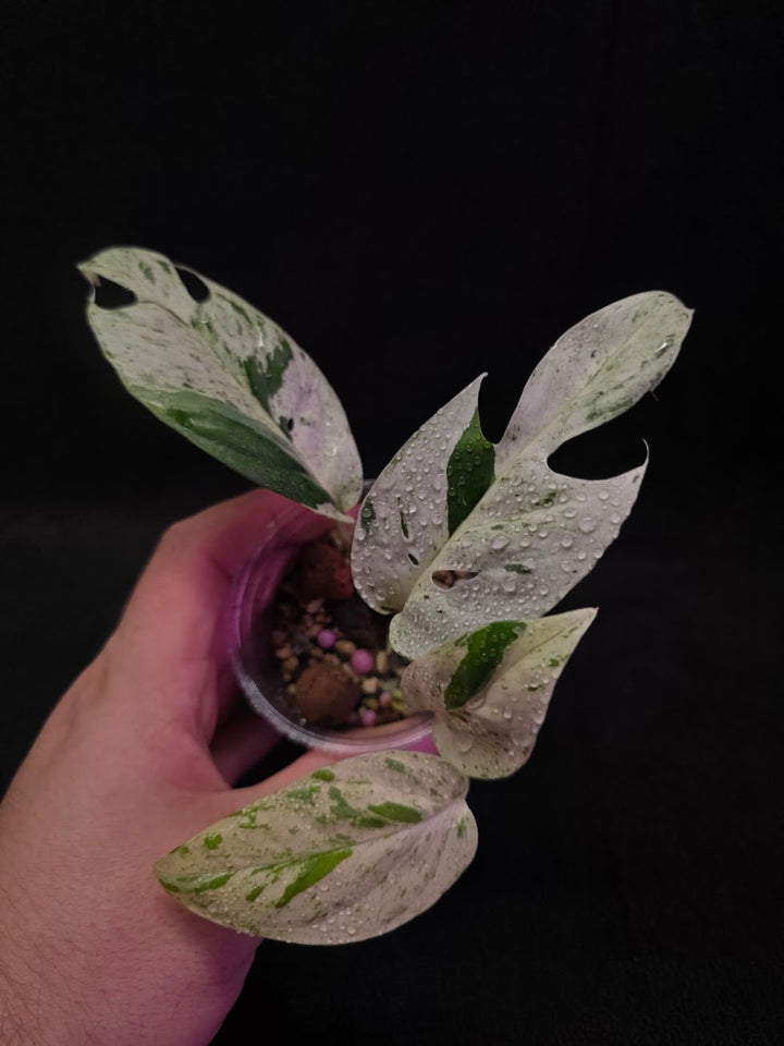 Epipremnum Pinnatum Marble Variegated #03