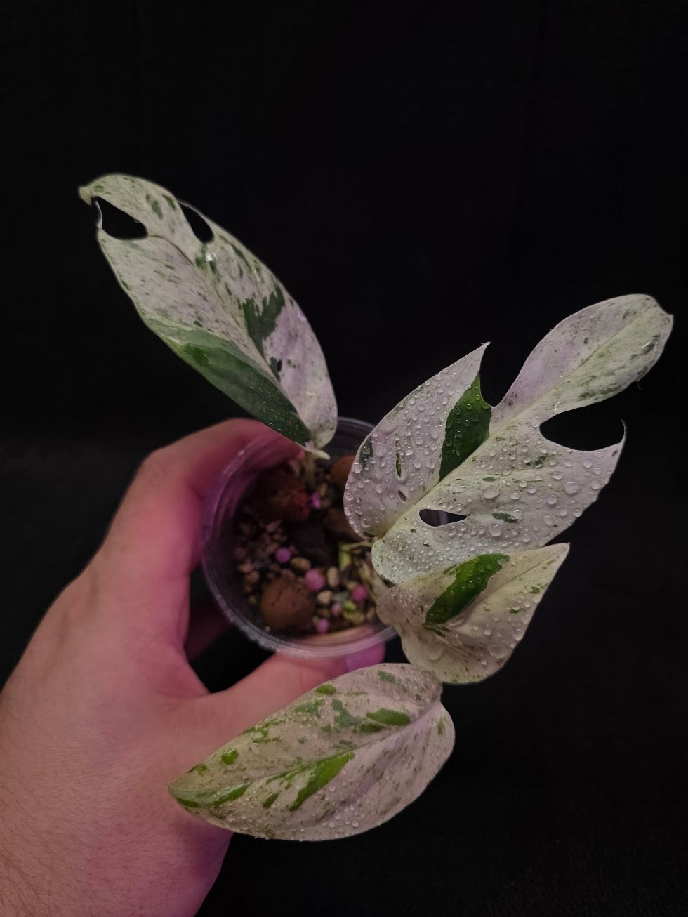 Epipremnum Pinnatum Marble Variegated #03