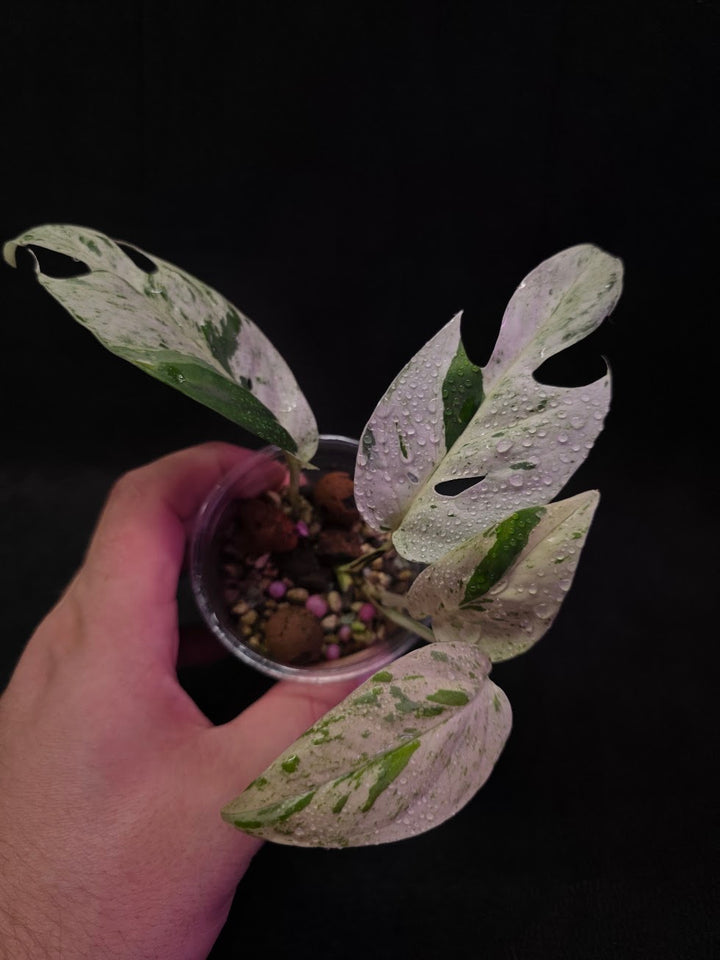 Epipremnum Pinnatum Marble Variegated #03