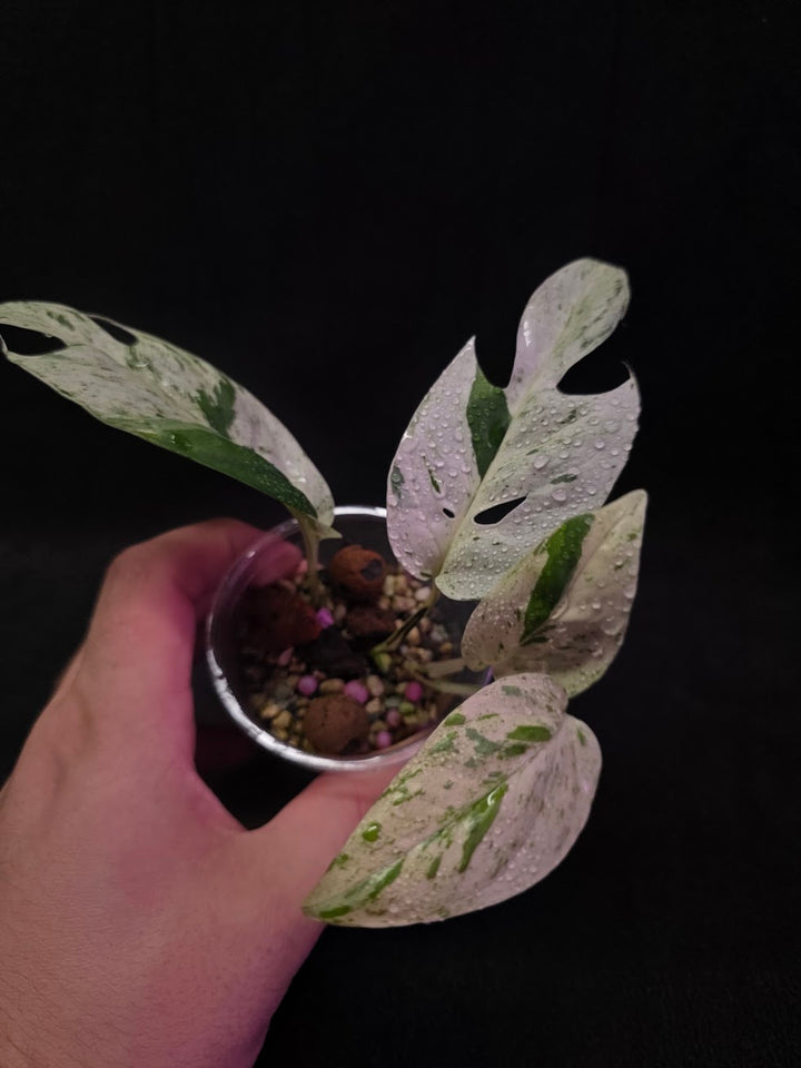 Epipremnum Pinnatum Marble Variegated #03