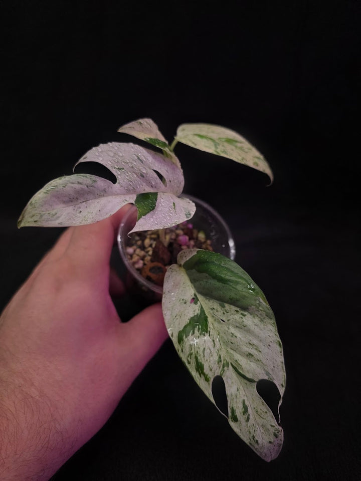 Epipremnum Pinnatum Marble Variegated #03