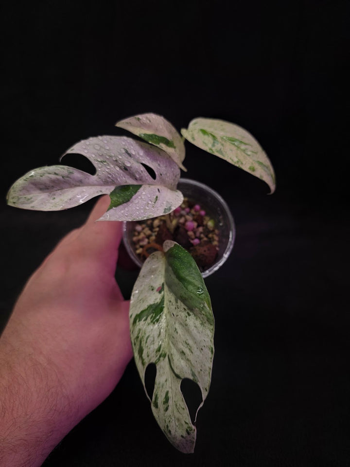 Epipremnum Pinnatum Marble Variegated #03