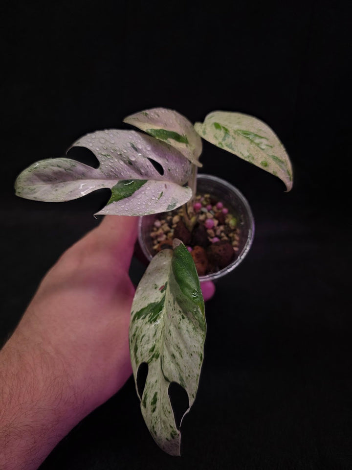 Epipremnum Pinnatum Marble Variegated #03