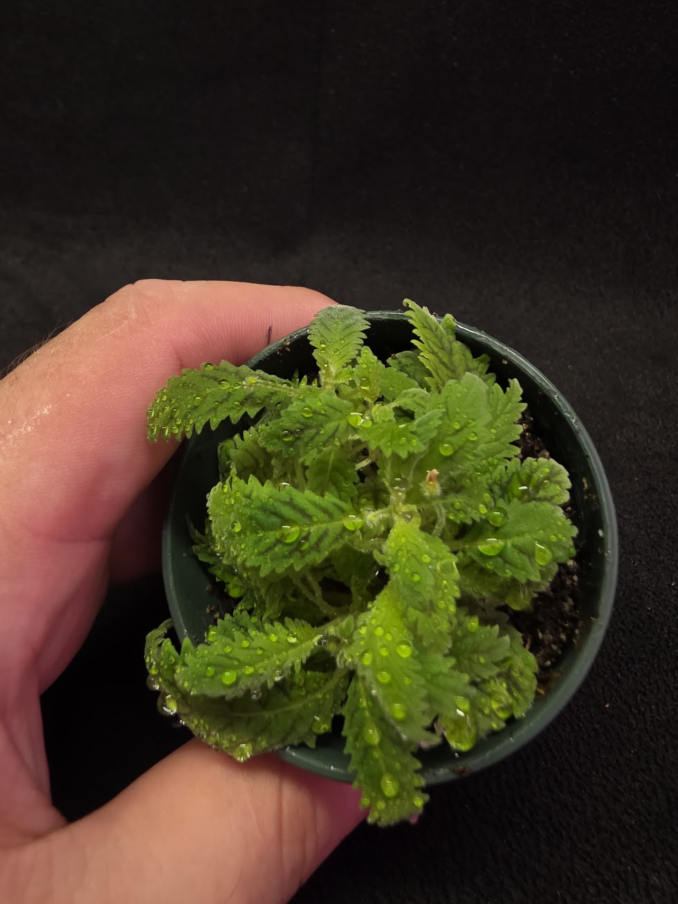 Amalophyllon Clarkii Fibrous Root #01
