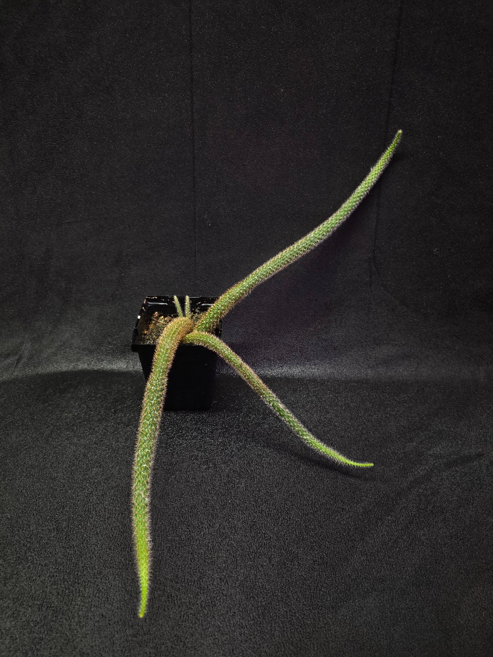 Rat Tail Cactus #18