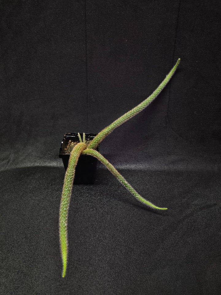 Rat Tail Cactus #18