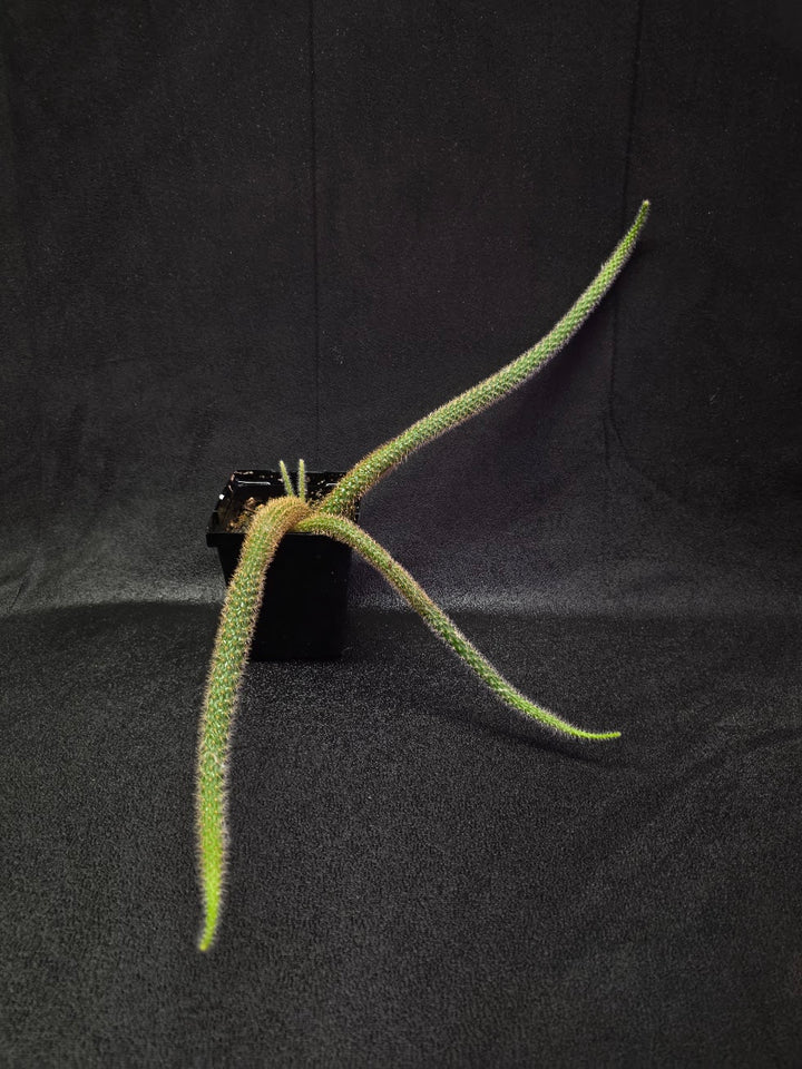 Rat Tail Cactus #18