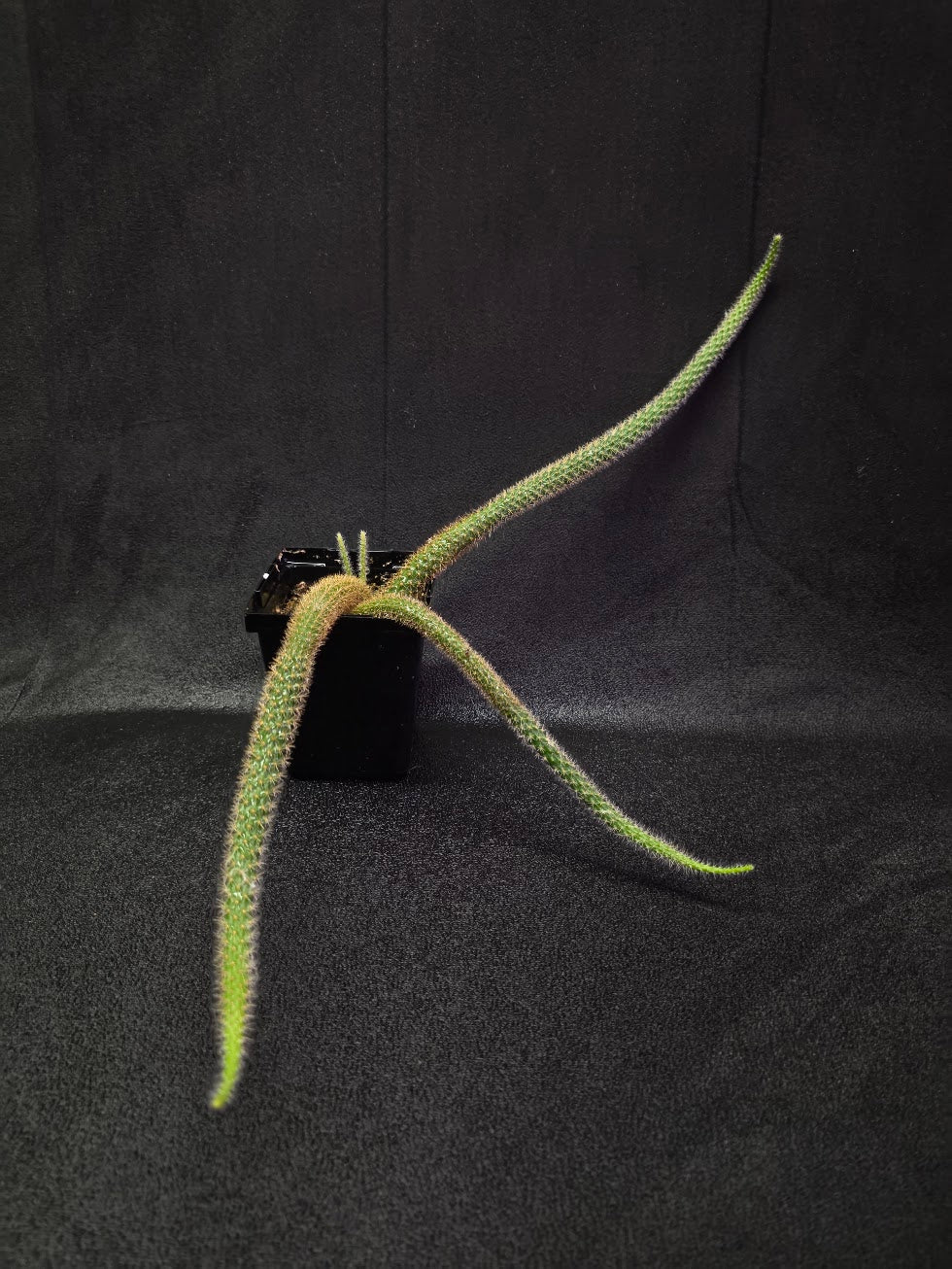 Rat Tail Cactus #18
