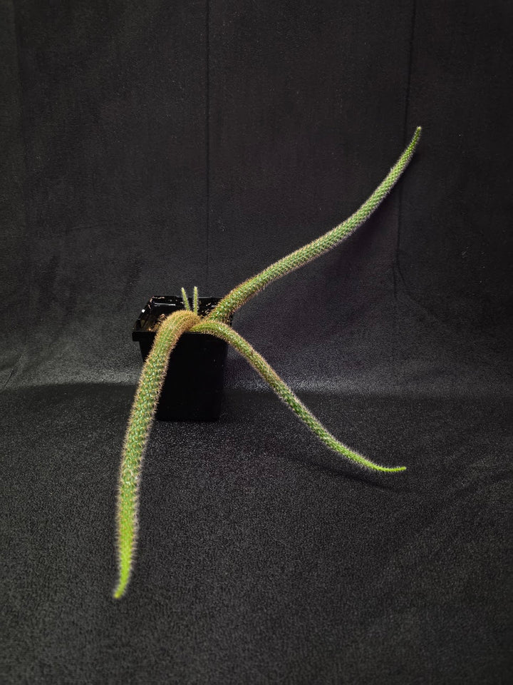 Rat Tail Cactus #18