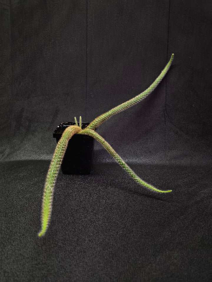 Rat Tail Cactus #18