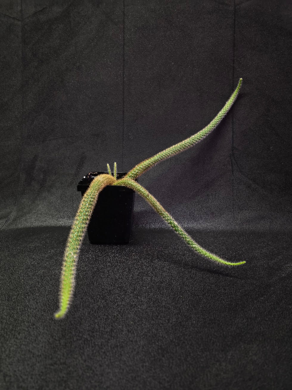 Rat Tail Cactus #18