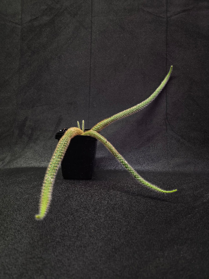 Rat Tail Cactus #18