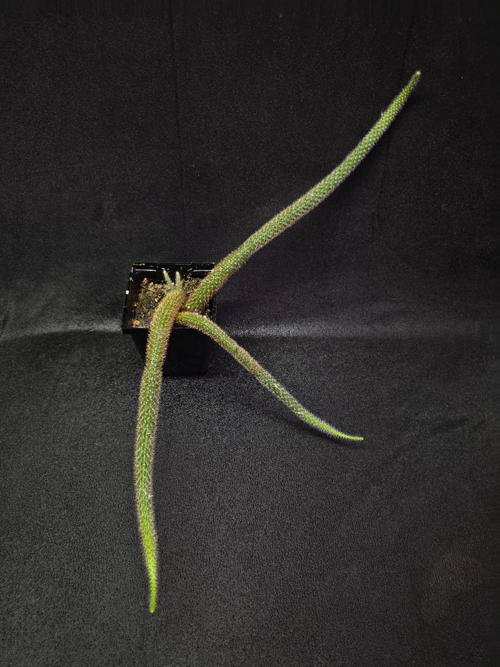 Rat Tail Cactus #18
