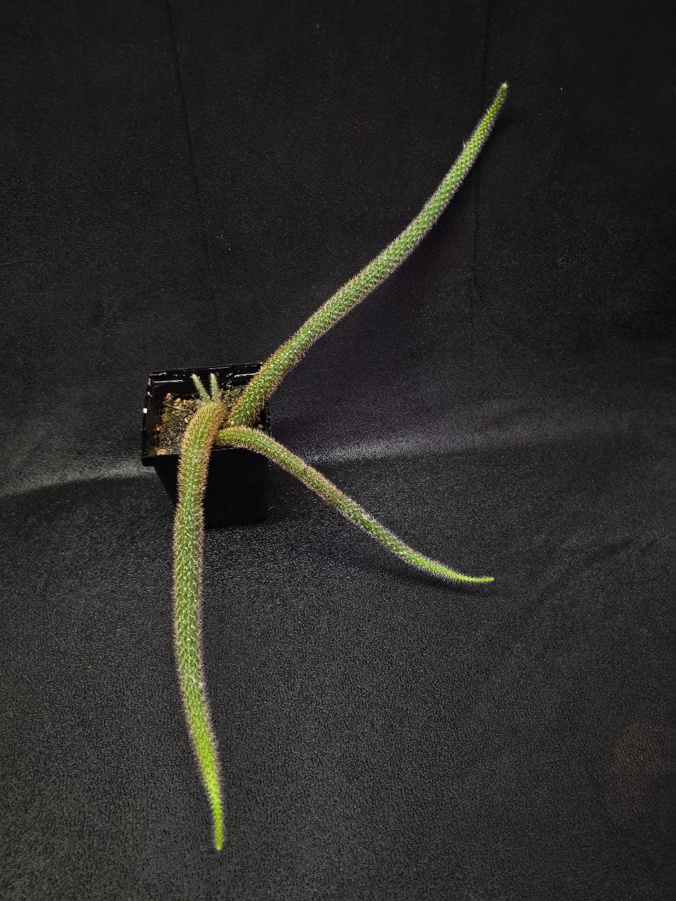 Rat Tail Cactus #18