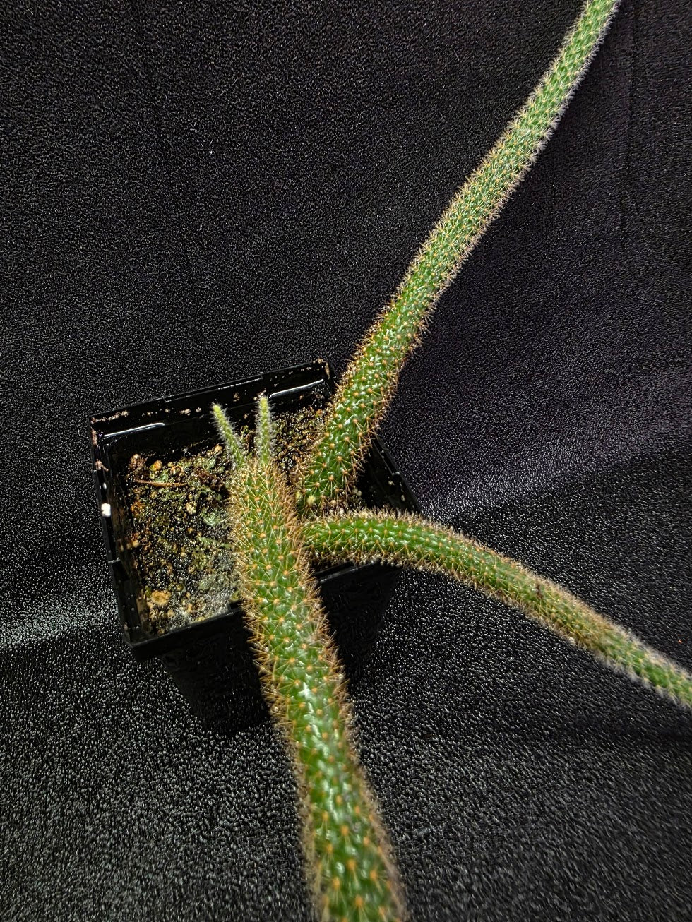 Rat Tail Cactus #18